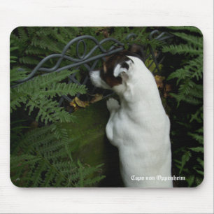 Tapis De Souris Capo von Oppenheim Jack Russell Terrier, Chien