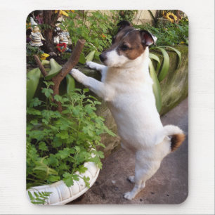 Tapis De Souris Capo von Oppenheim Jack Russell Terrier, Chien