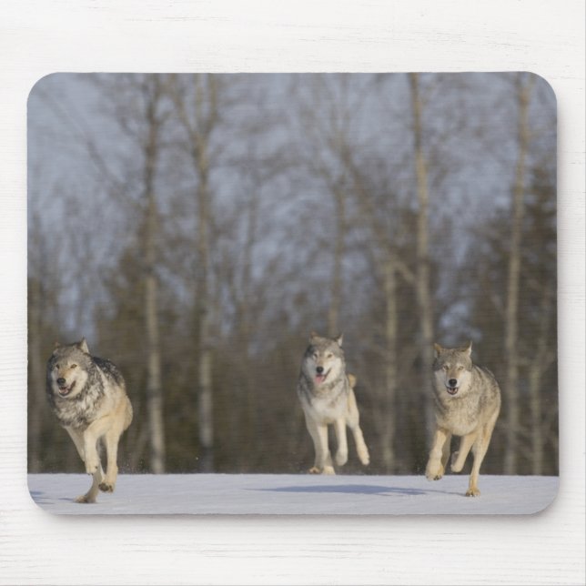 Tapis De Souris Captif, Duluth, Minnesota, États-Unis 2 (Devant)