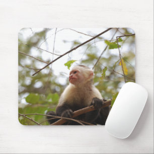 Tapis De Souris Capucine à visage blanc, photo de singe sauvage
