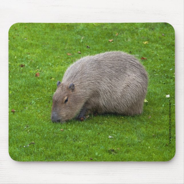 Tapis De Souris Capybara Mousepad (Devant)