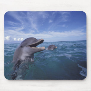 Tapis De Souris Caraïbes, Grand dauphin