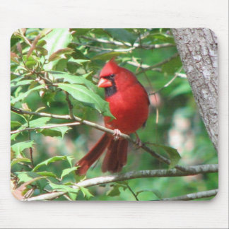Tapis De Souris Cardinal dans le houx