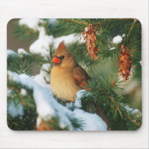 Tapis De Souris Cardinal du Nord dans l'arbre, Illinois