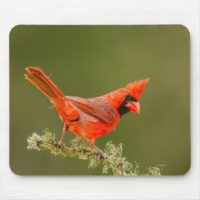 Tapis De Souris Cardinal mâle sur une branche (Devant)