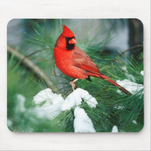 Tapis De Souris Cardinal rouge mâle sur un arbre, IL