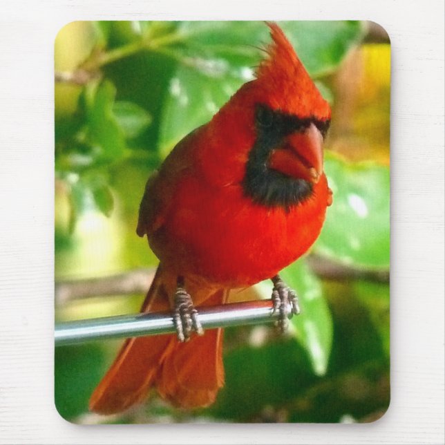 Tapis De Souris Cardinal rouge sauvage en Hawaï (Devant)