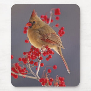 Tapis De Souris Cardinalis nordique femelle parmi les aubépines