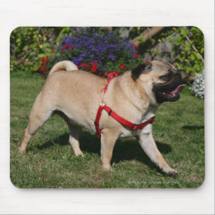 Tapis De Souris Carlin utilisant le harnais rouge
