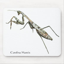 Carolina Mantis