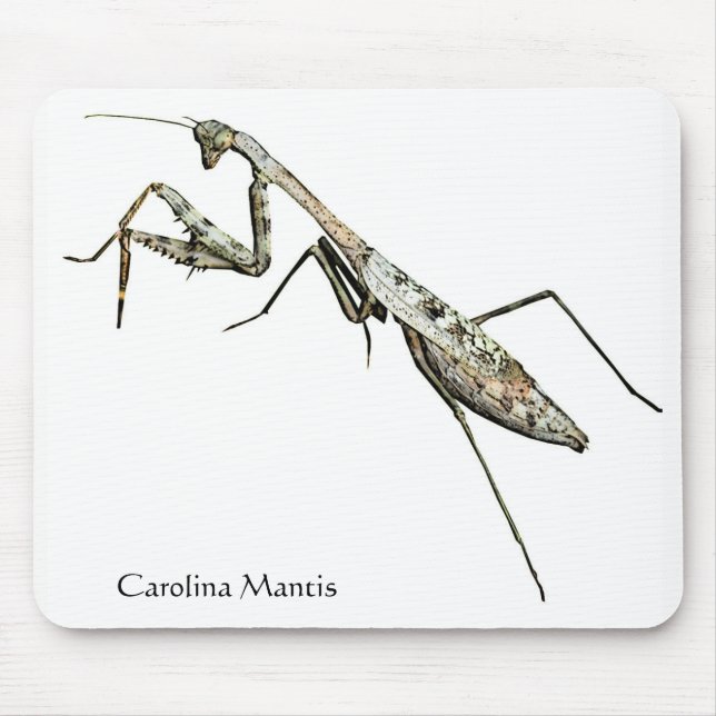 Tapis De Souris Carolina Mantis (Devant)