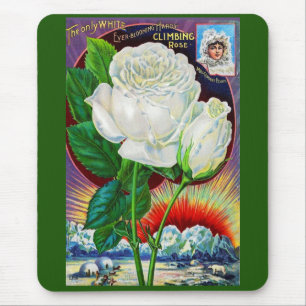 Tapis De Souris Catalogue rose des années 1890 illustration Rose b