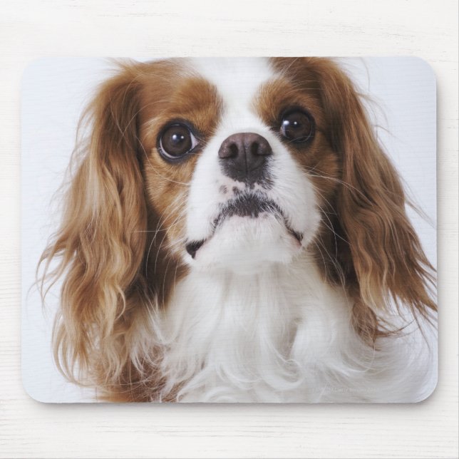 Tapis De Souris Cavalier King Charles Spaniel assis en studio (Devant)