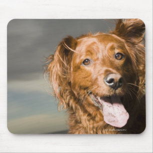 Tapis De Souris Ce chien est chien d'arrêt d'or de partie
