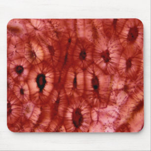 Tapis De Souris Cellules de Sclerenchyma d'un puits de cerise
