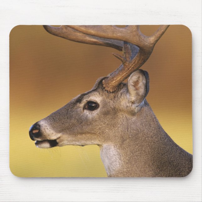 Tapis De Souris Cerf de Virginie, Odocoileus virginianus, (Devant)