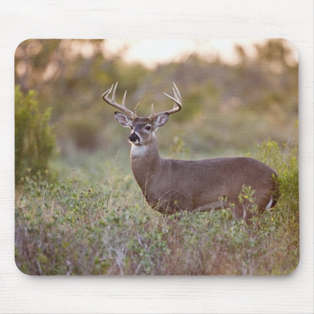 Tapis De Souris cerf de Virginie (Odocoileus virginianus) mâle 2 (Devant)