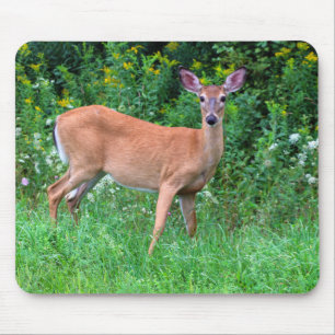 Tapis De Souris Cerf féminin à queue blanche