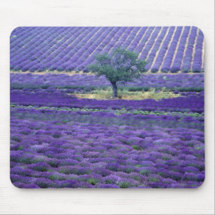 Tapis De Souris Champs de lavande, Vence, Provence, France