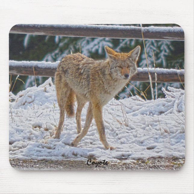 Tapis De Souris Chasse au coyote féminine en neige #Gift Mousepad (Devant)