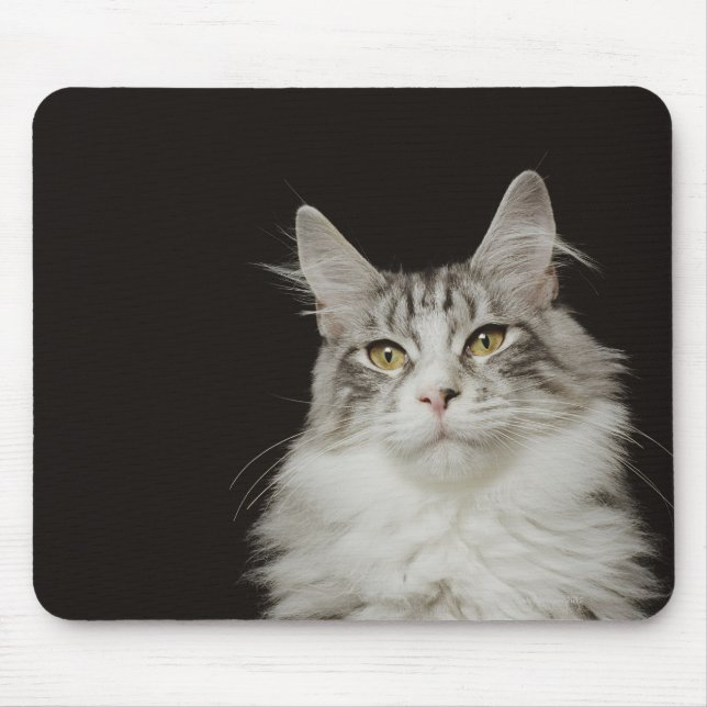 Tapis De Souris Chat à capuchon de Maine adulte (Devant)