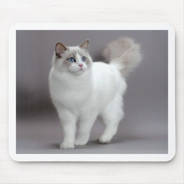 Tapis De Souris Chat aux yeux bleus Purfection de Ragdoll (Devant)