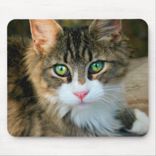 Tapis De Souris Chat aux yeux verts