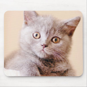 Tapis De Souris Chat britannique mignon de Shorthair