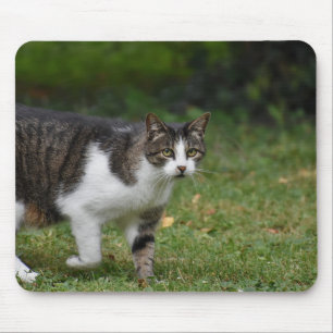 Tapis De Souris chat, chaton, félin