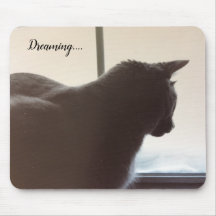 Chat dans la fenêtre