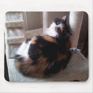 Tapis De Souris Chat de calicot sur l'arbre de chat