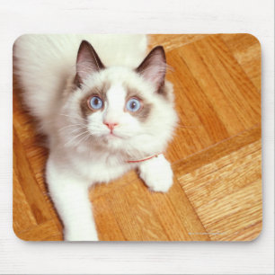 Tapis De Souris Chat de Ragdoll sur le plancher, vue élevée