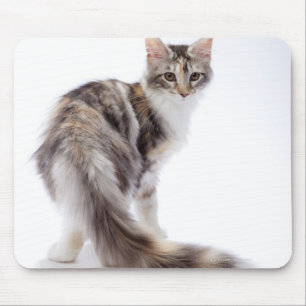 Tapis De Souris chat Maine Coon
