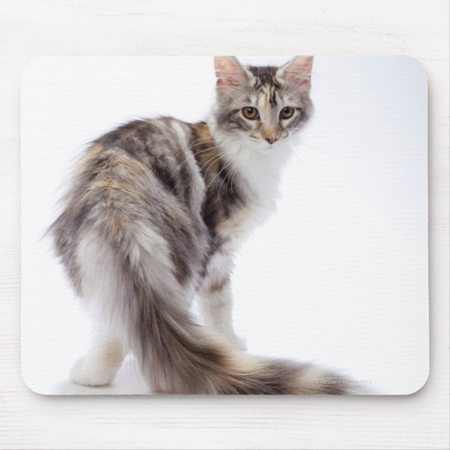 Tapis De Souris chat Maine Coon (Devant)