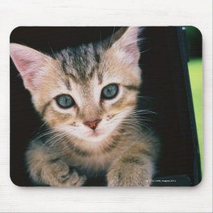 Tapis De Souris Chaton à l'intérieur de boîte aux lettres