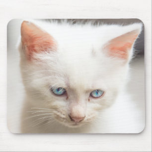 Tapis De Souris Chaton blanc