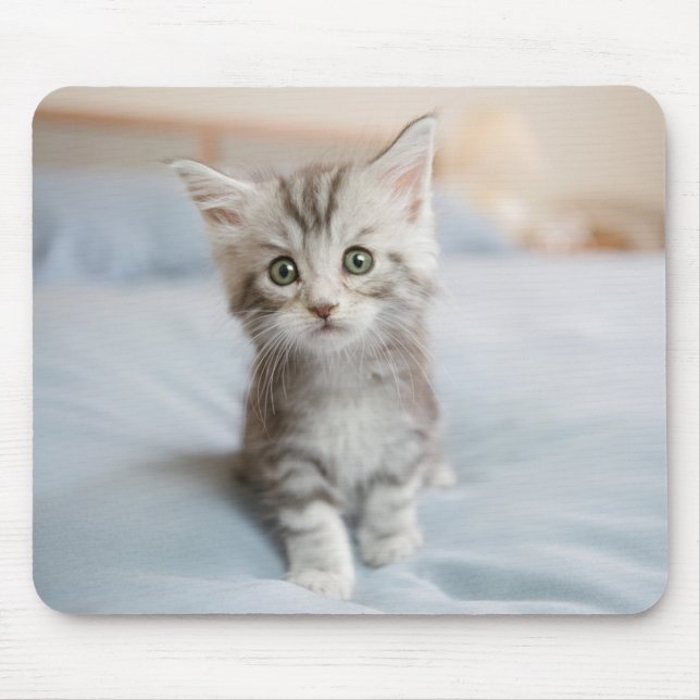 Tapis De Souris Chaton de ragondin du Maine (Devant)