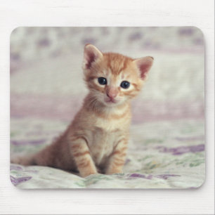Tapis De Souris Chaton minuscule de gingembre