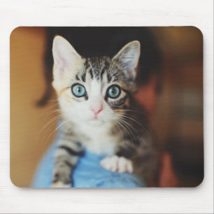 Tapis De Souris Chaton observé par bleu lumineux
