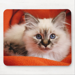 Tapis De Souris Chaton sacré de Birman