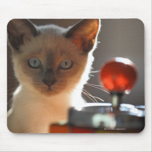 Tapis De Souris Chaton siamois