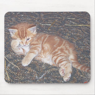 Tapis De Souris Chaton tigré orange