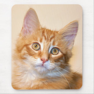 Tapis De Souris Chaton tigré orange