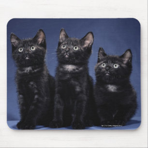 Tapis De Souris Chatons