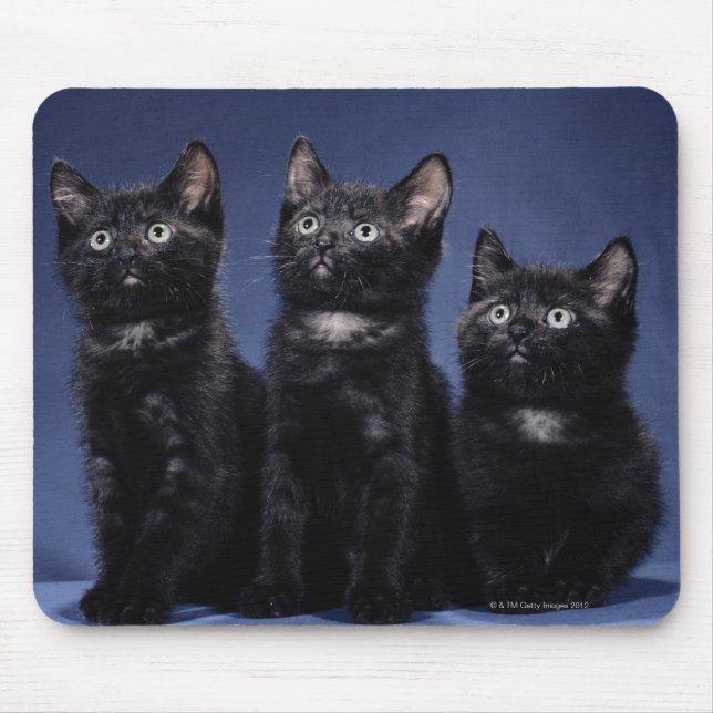 Tapis De Souris Chatons (Devant)