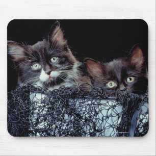 Tapis De Souris Chatons dans le conteneur