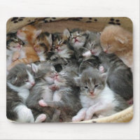 Chatons de sommeil
