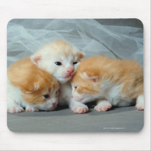 Tapis De Souris Chatons oranges de fourrure
