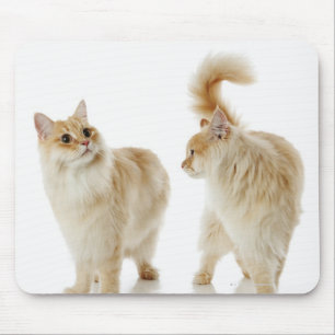 Tapis De Souris Chats de Munchkin
