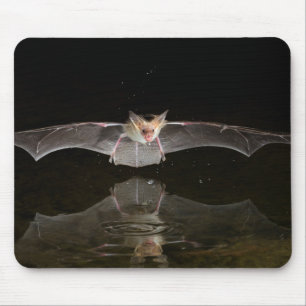 Tapis De Souris Chauve-souris buvant en vol, Arizona